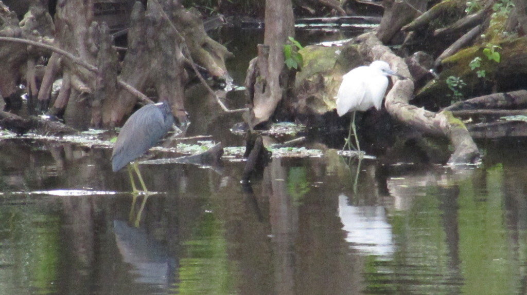 The pair. I have enjoyed watching these two hang out together for two months. 