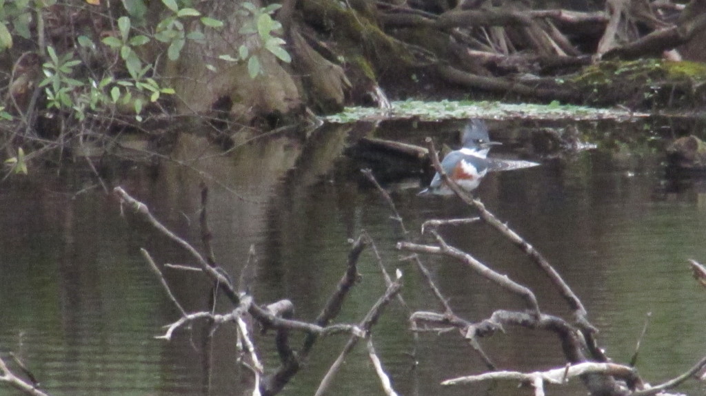 Musical bird. Sounds like a clock alarm. It used to hang out in the oak tree overlooking the house and make the alarm sound every morning around the same time! Today I found out this was the bird doing that.