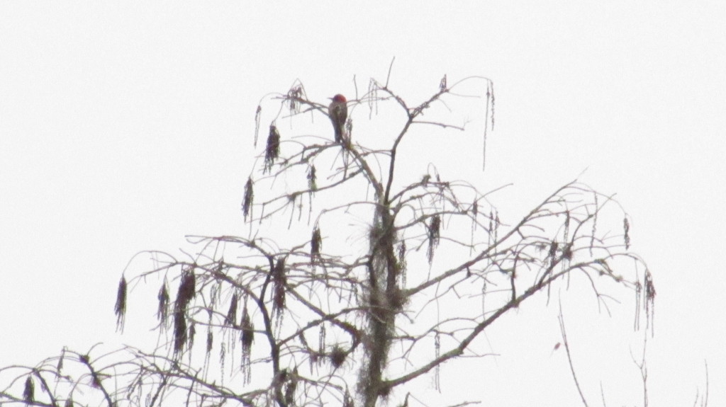 Way up in the tree top, all across the way.
