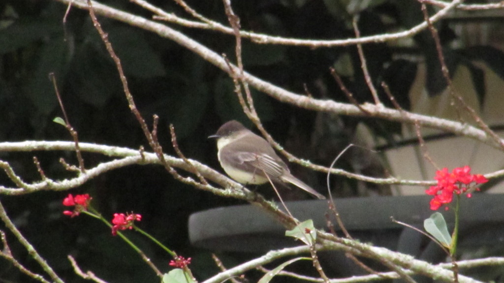 Brown bird