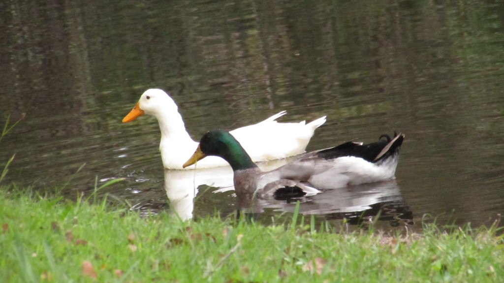 Old friends come back to visit today. A lot less wary.