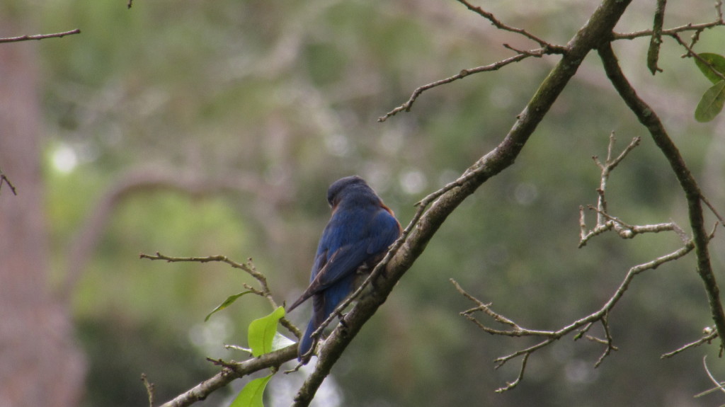 He sat for quite a while on this branch, but never turned towards me before taking off