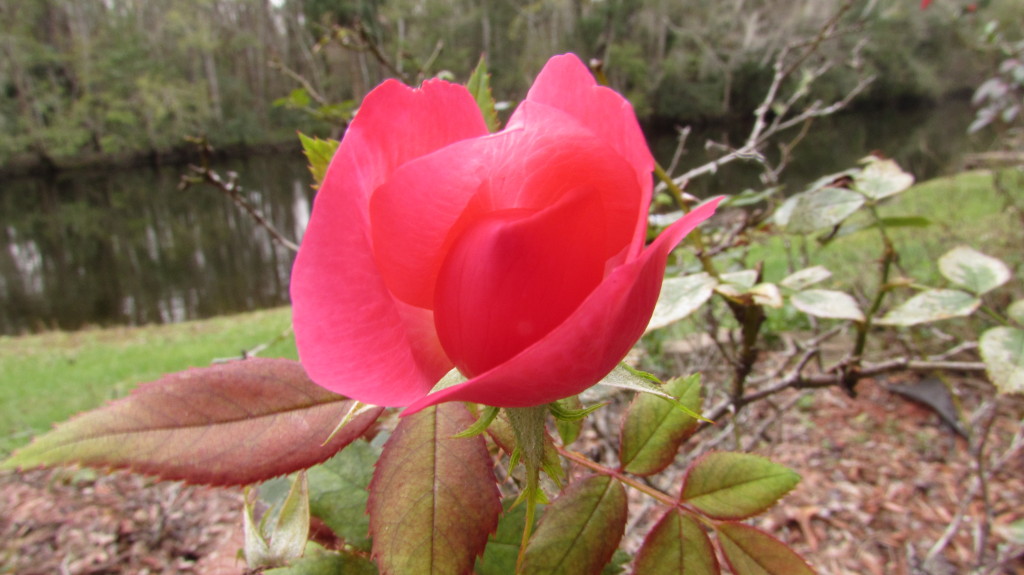 A beauty in the midst of winter.