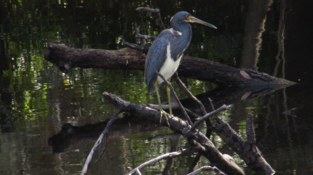 The lack of white on the neck seemed to indicate the small blue heron, but on reflection, I think this is the tricolored.