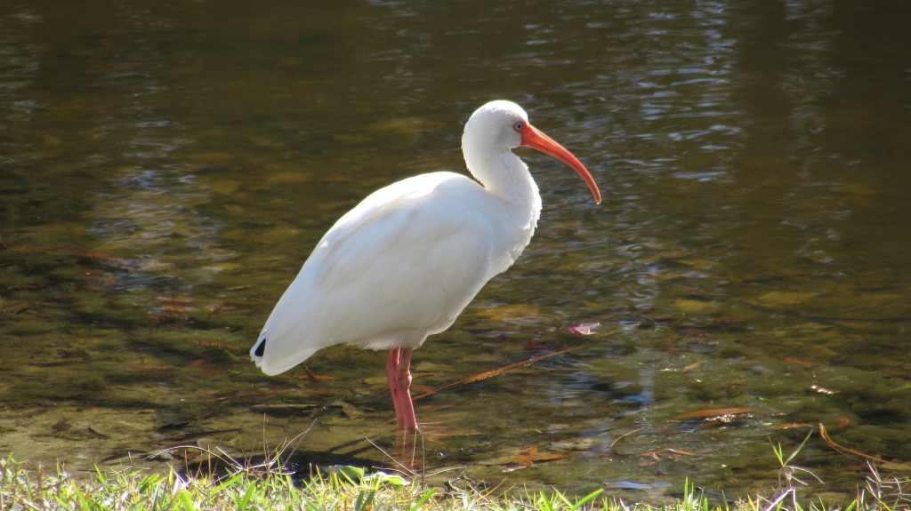 Beautiful bird which are extremely common because they travel in such large flocks and hang out on laws and just on the down hanging limbs of trees.