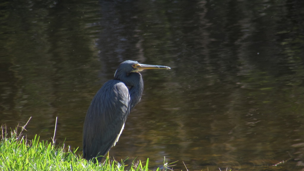 In this posture, I thought it must be the small blue heron, but perhaps not. This is just a different individual than I am used to seeing, less white at the underside of neck.