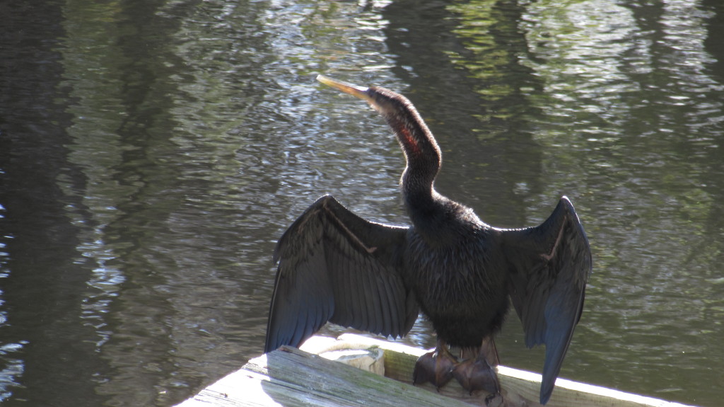 The snakebird! In a very common pose, here on the dock. Today it seemed like it was embracing the whole world. Wikipedia explains the origins of the name: https://en.wikipedia.org/wiki/Anhinga