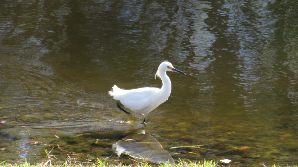 This is the bird, close up, I so often see with his companion, the tricolored heron. 