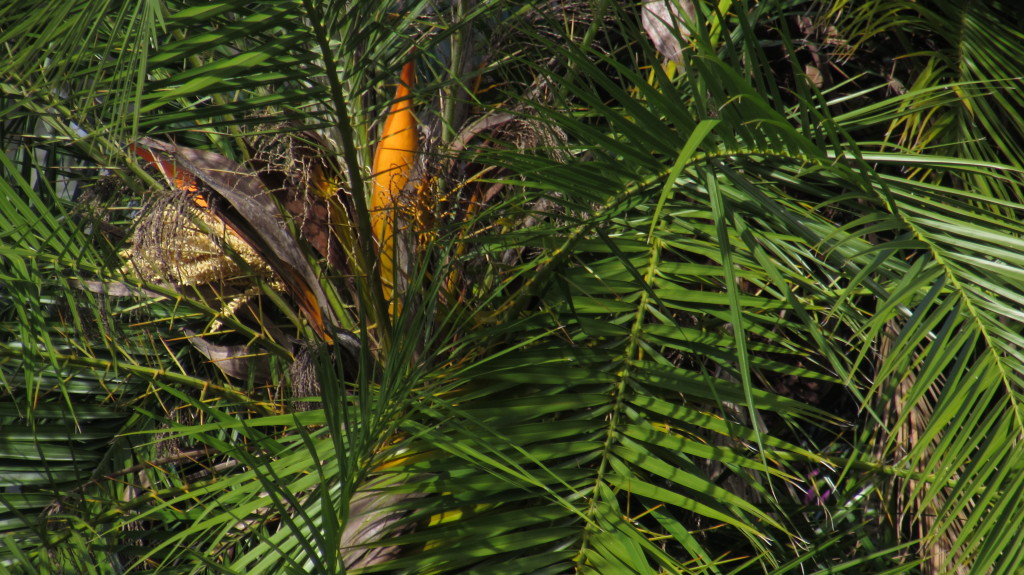 The heart of a palm tree. It looks like a sun in disguise.