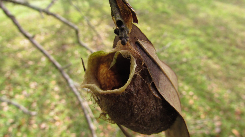 It seemed some animal created this. I could not see all the way inside, but I believe something emerged from it. 