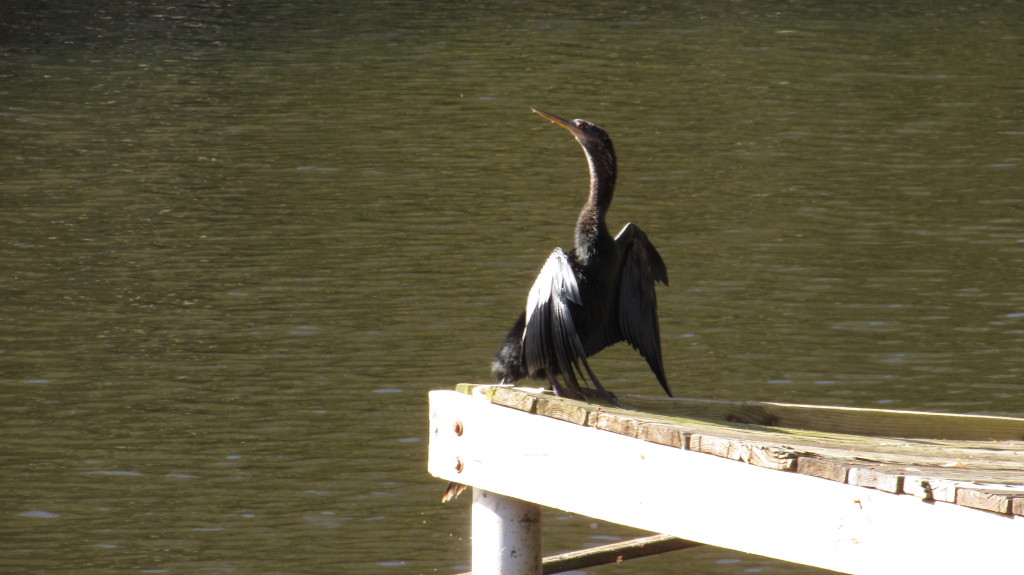 The snakebird, anhinga