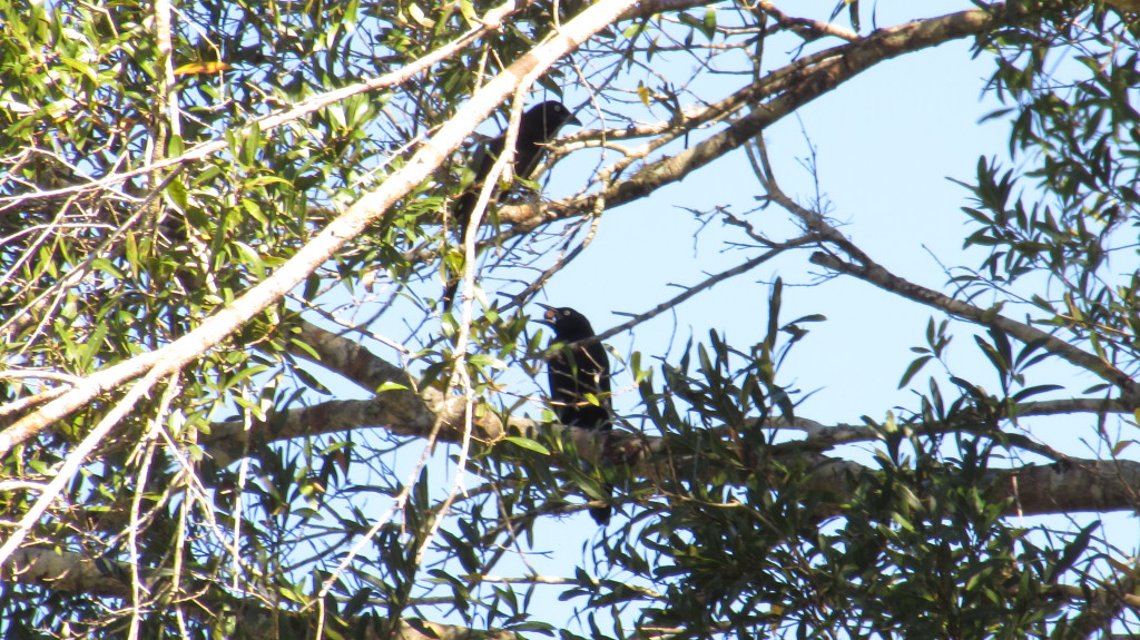 A treasure in its beak, sitting in the huge oak tree in the backyard.