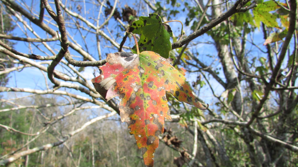 Fall leaf in red (maple?)