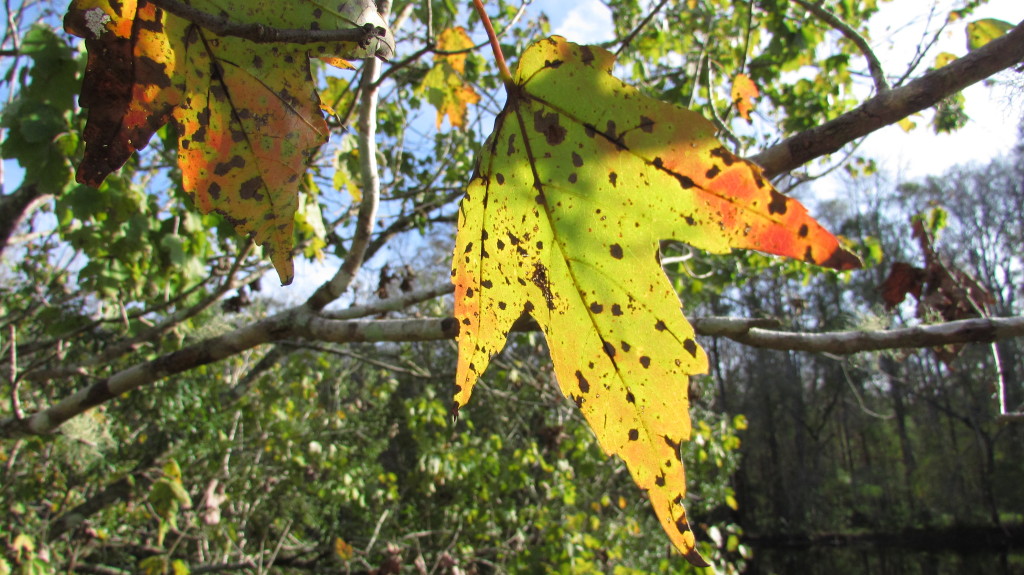 Fall leaf in yellow
