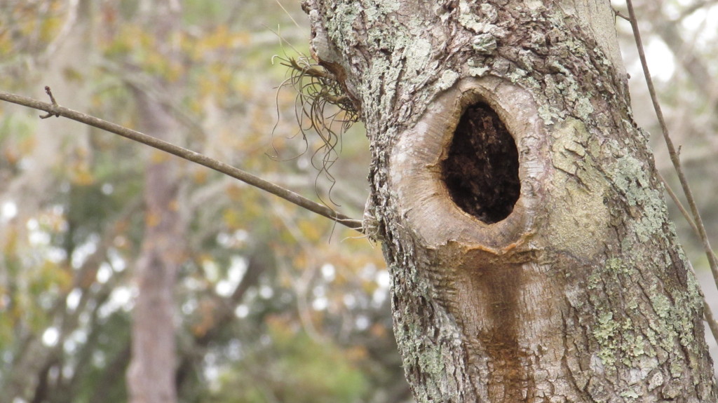 Maple tree with secret compartment. Before I watched that TEDx talk, I was contemplating this hole. What kind of life would I find if I were able to see inside?