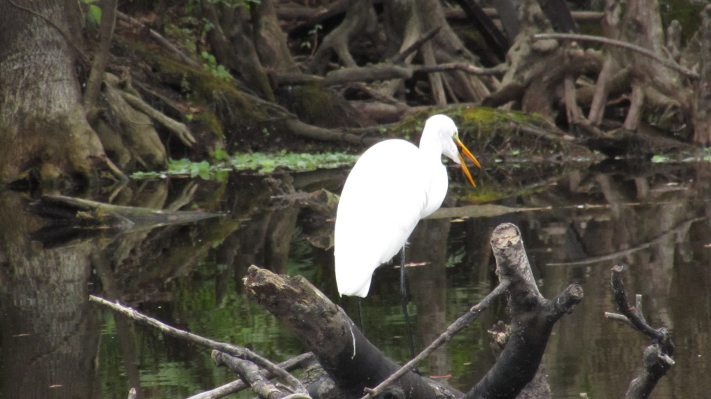 Great white heron swallowing the last of its meal of fish.