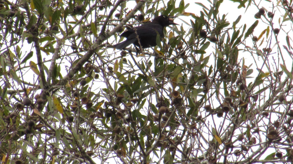 Brewer's blackbird? Caught picking acorns (and dropping them on the neighbor's truck!)