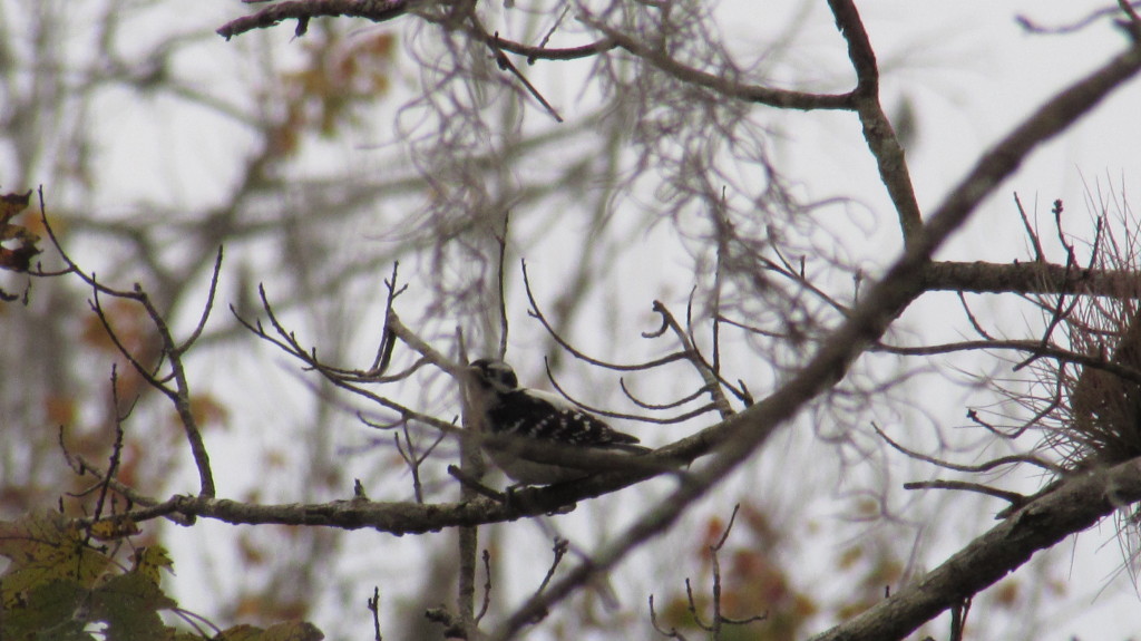 A tiny woodpecker, very hard working.