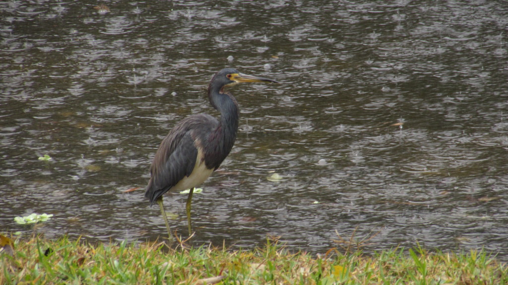 Wading, alone, hunting.