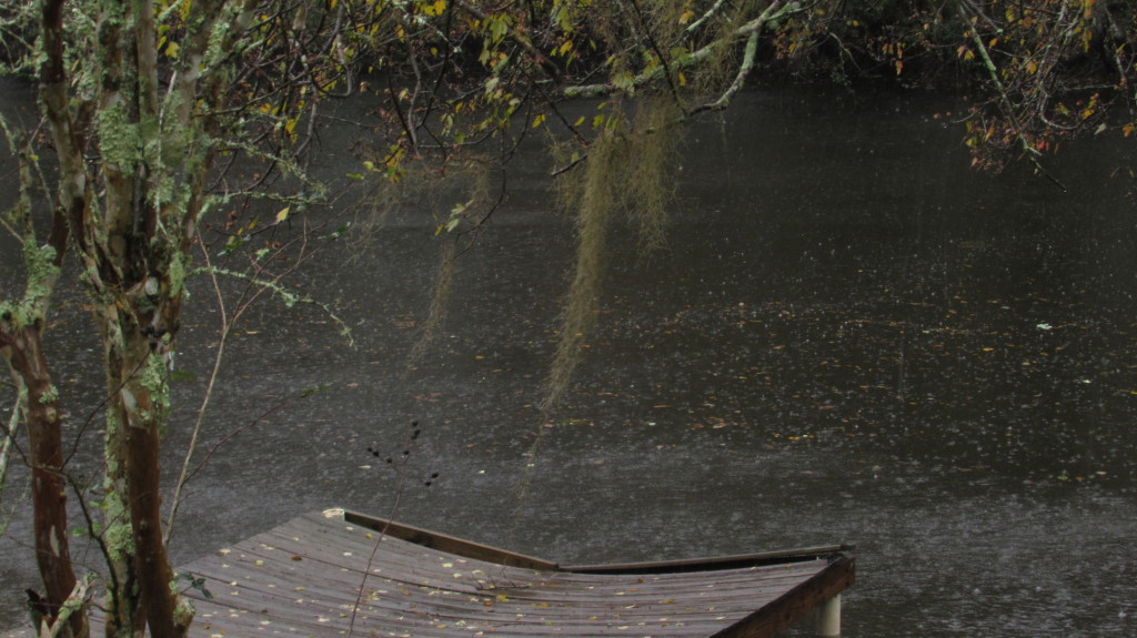 Rain and spanish moss in the early morning