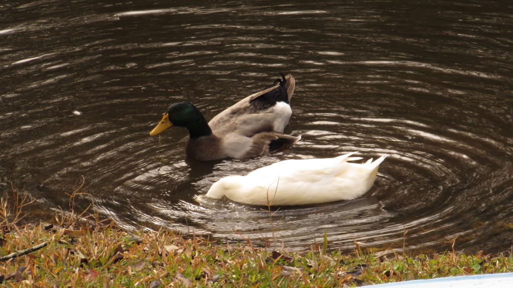 Wading mallard pair. I could hardly catch the female with her head up.