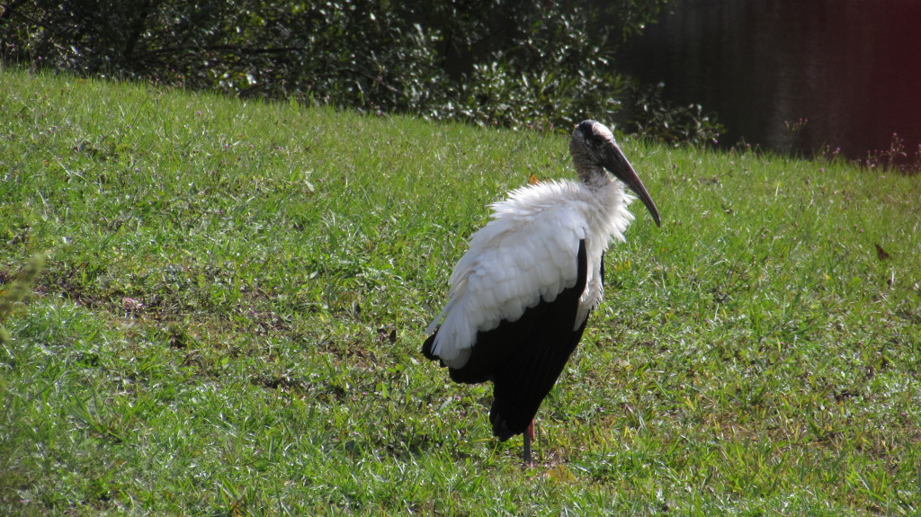 Wood stork