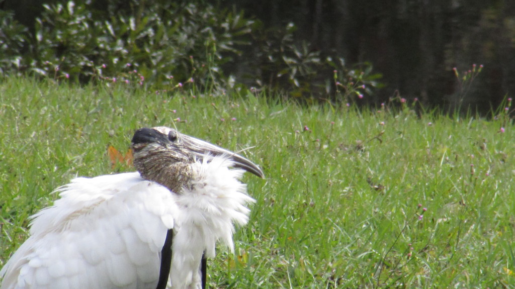 Wood stork