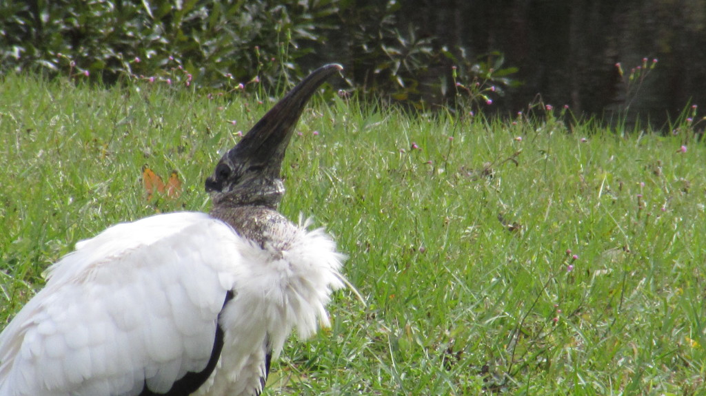 Wood stork