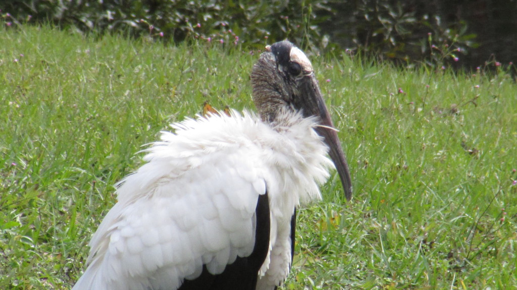 Wood stork