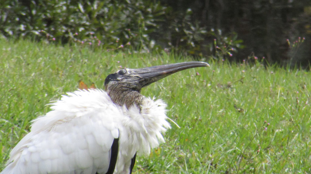 Wood stork