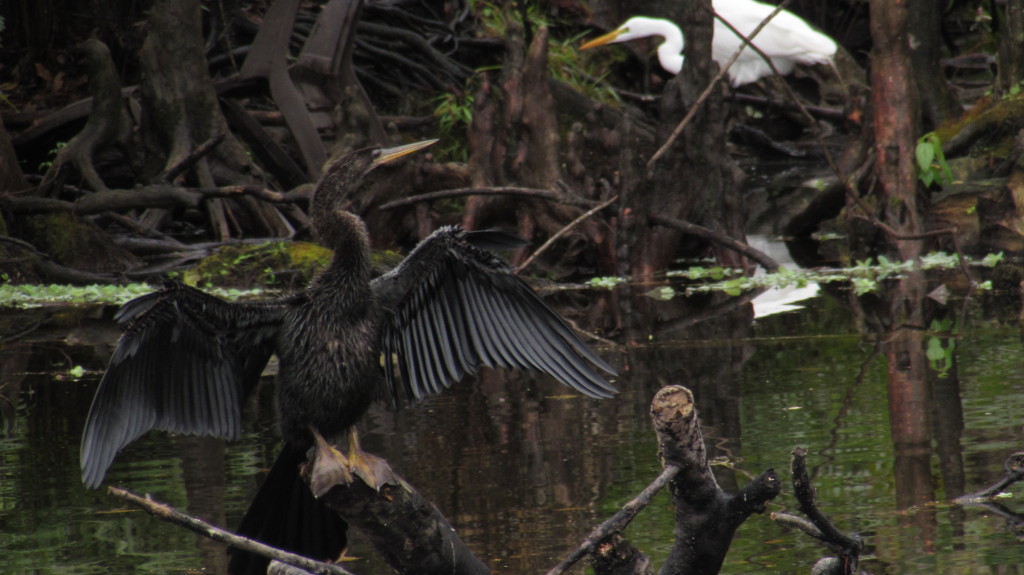 Snakebird and great white heron behind