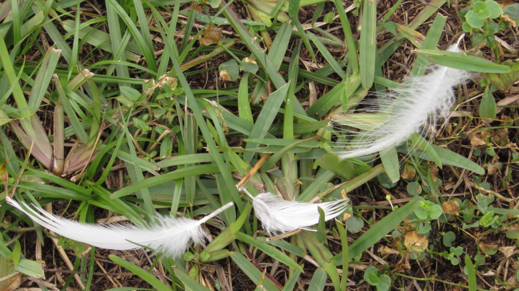 White feathers
