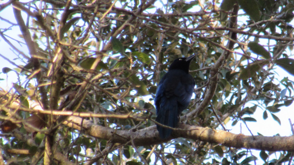 Blackbird
