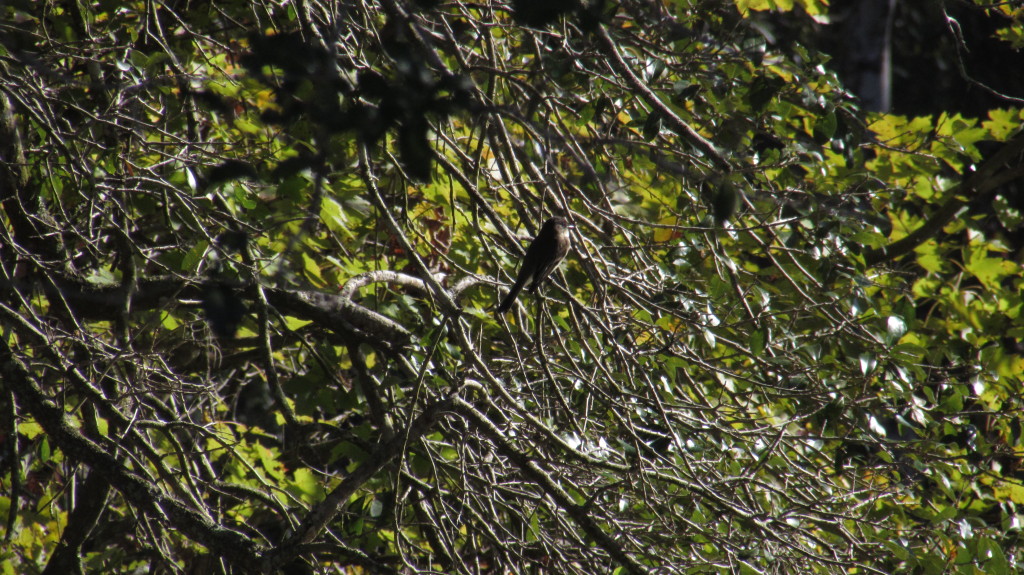 Bird facing the morning sun