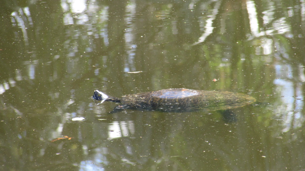 A turtle who was sunning himself on the back. I startled him and he went offshore a short distance then surfaced to keep an eye on me.