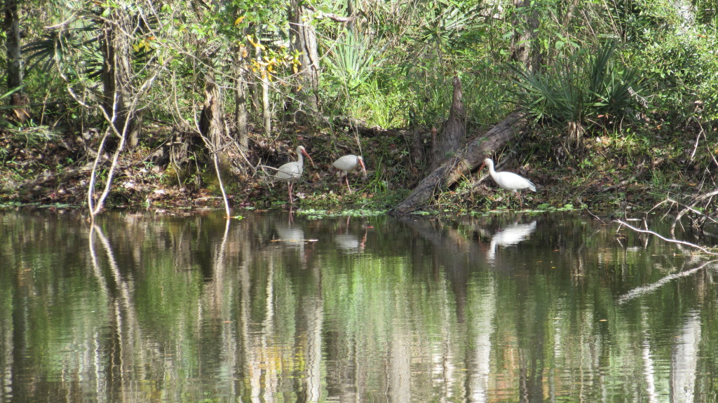Three Ibis and their reflection in the backyard.