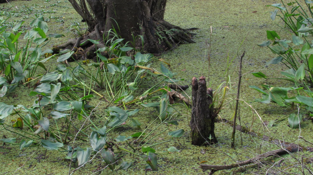 Closeup of a blunted root from a fallen log? Or perhaps this is just how this tree grows, with some upright roots?