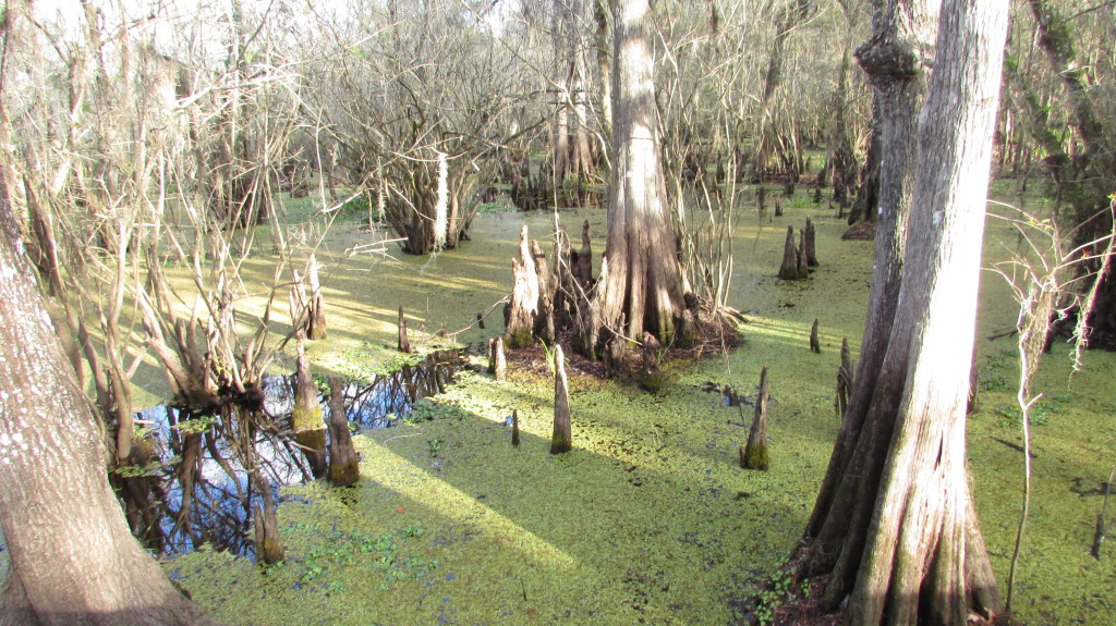 Root system of several trees in the swamp.