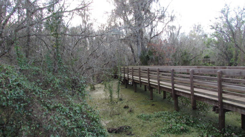 Boardwalk and swamp at Lettuce Lake Park