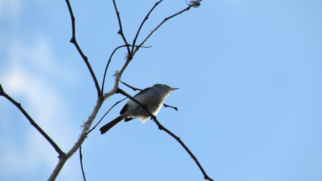 Bird on a branch