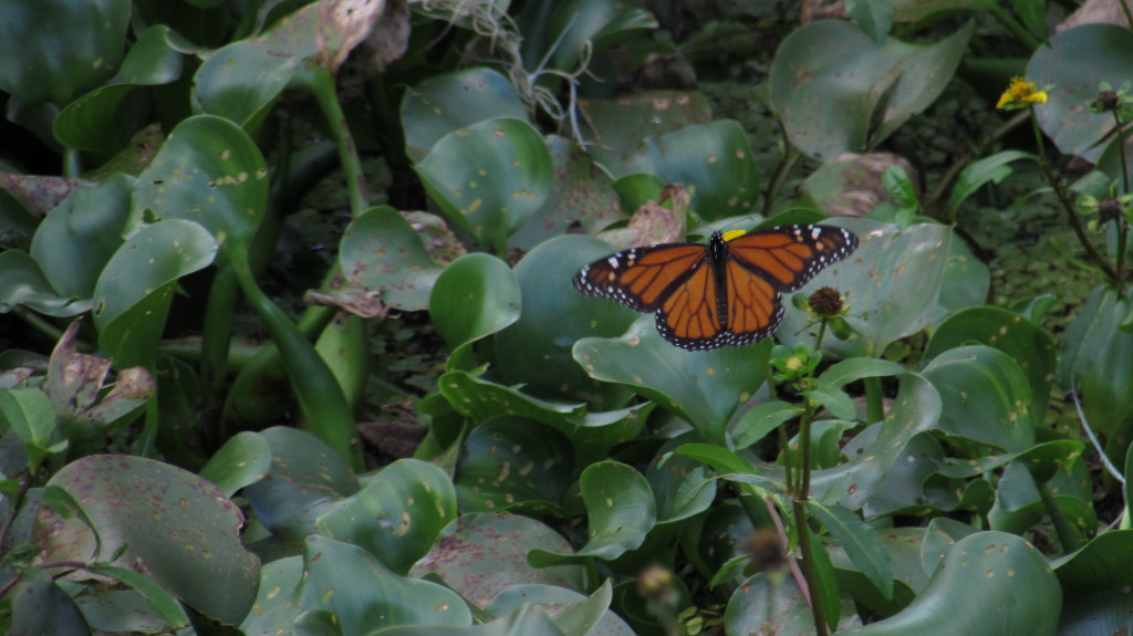 Monarch butterfly in the swamp at Lettuce Lake Park.