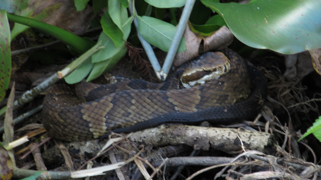 Snake curled amid the swamp plants at Lettuce Lake Park.
