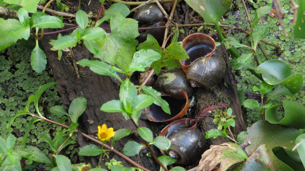 Giant snails at the park.