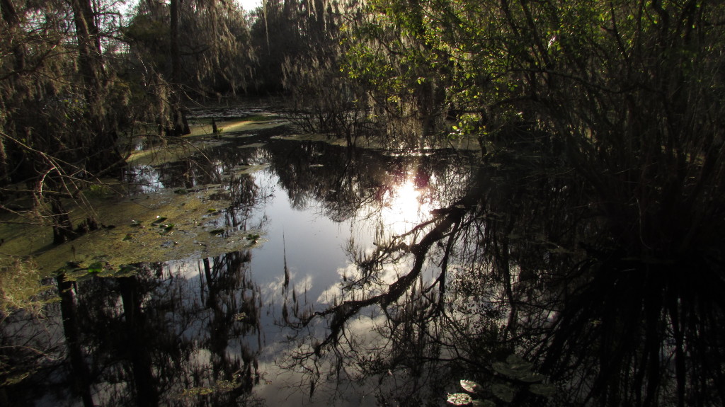 Reflection in the water at Lettuce Lake Park