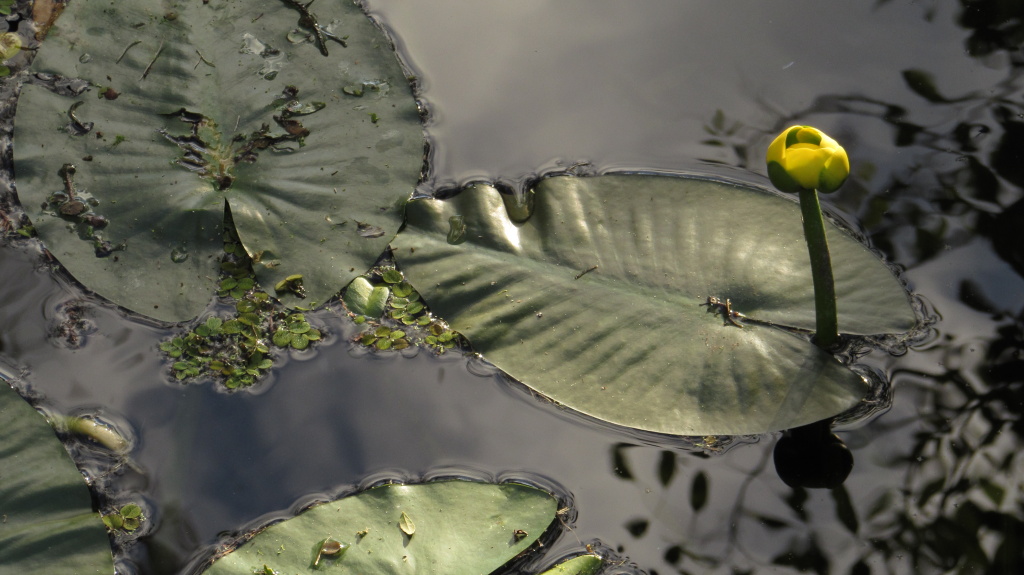 Lily pad in the swamp at Lettuce Lake Park