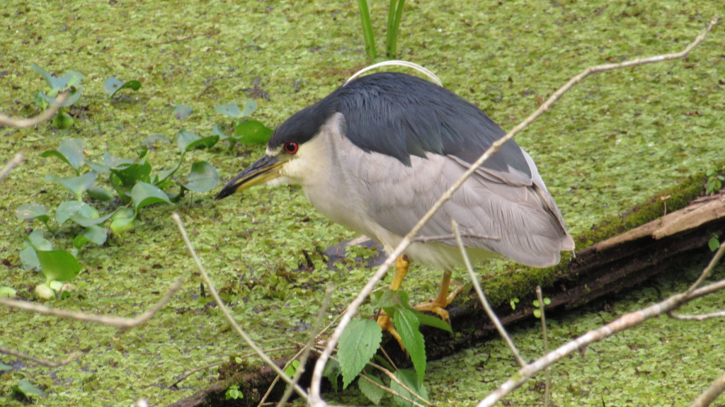 A first for me, this heron is not as elegant as, say, the great white, or the great blue, but still very appealing to me.