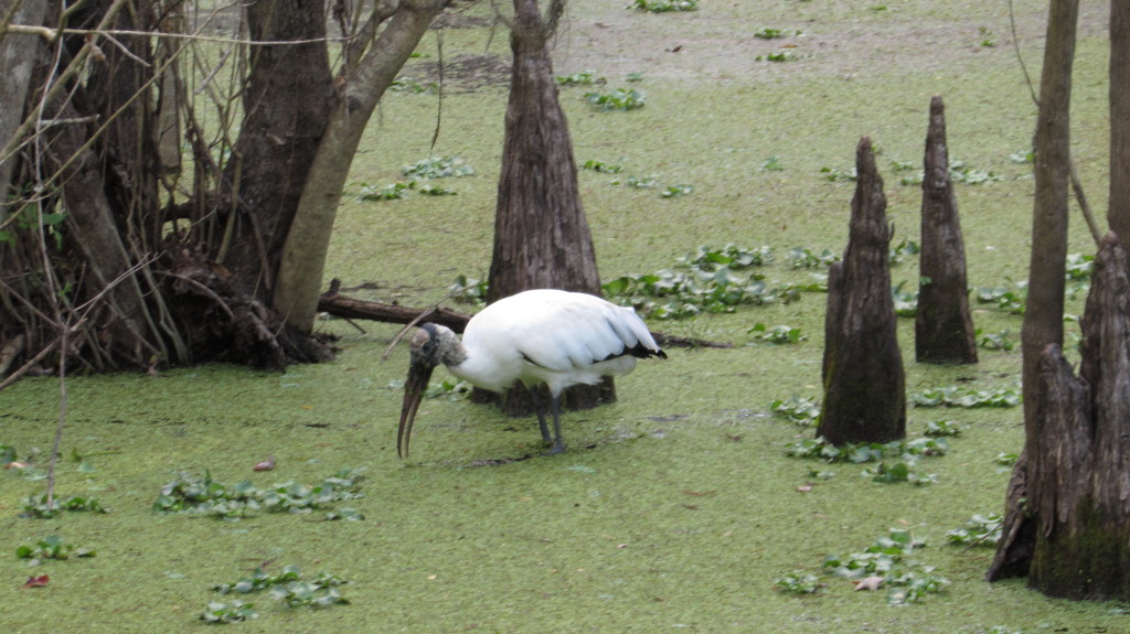 Wood stork in the swamp
