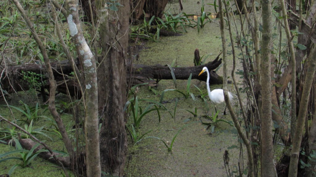 Great white heron in the swamp at Lettuce Lake Park.