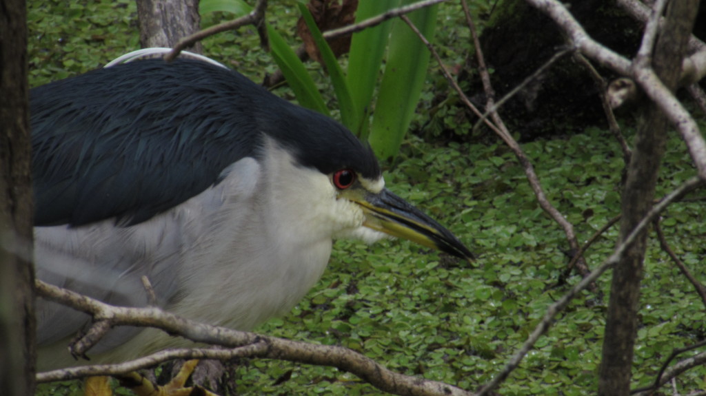 Black crowned night heron searching through the black water.