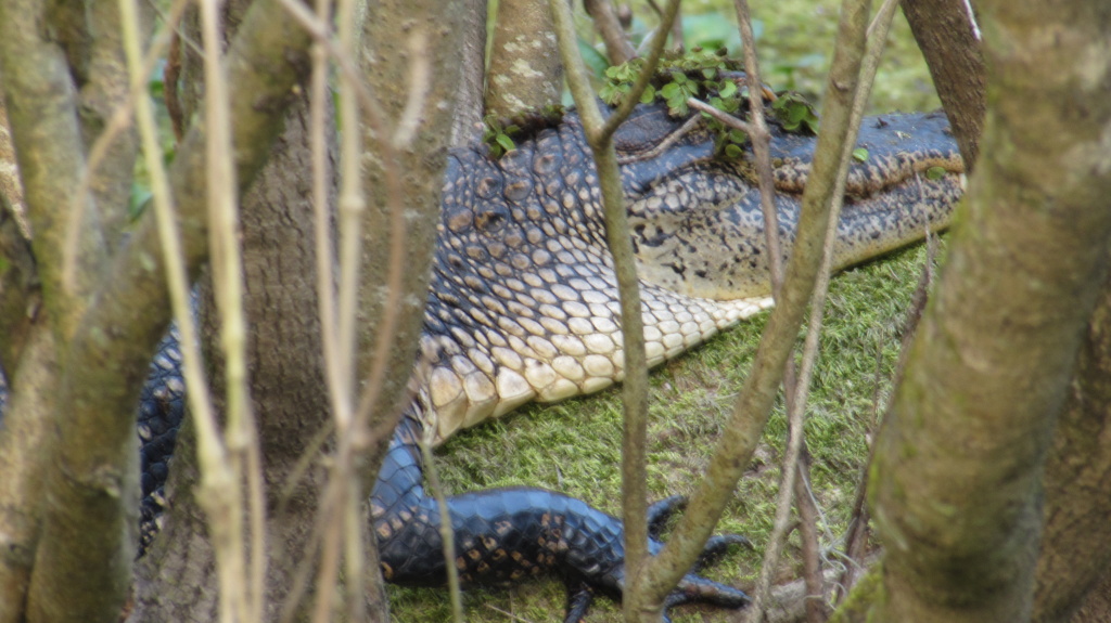 Look at the texture of its skin. This is the closest I've ever knowingly been to an adult alligator. Although they regularly sun themselves on the lawn when it is not cold, they make tremendous efforts to avoid people.